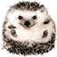 Andr